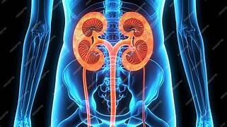 Renal ultrasound scan Renin Hospital Mancherial